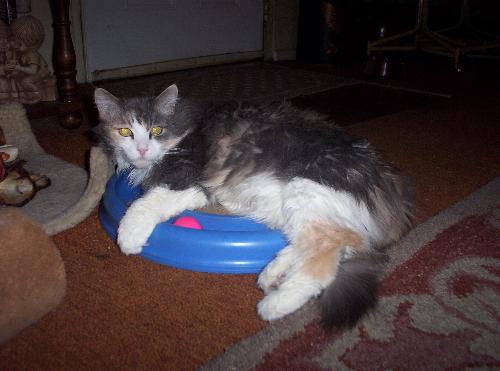 My Kitty - Fluffy - My Kitty  - Fluffy