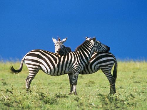 photo - photo