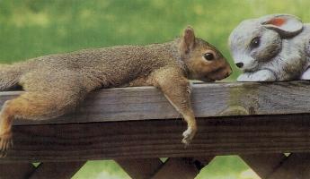 Squirrel Falling In Love - A picture of a squirrel falling in love with a rabbit figurine