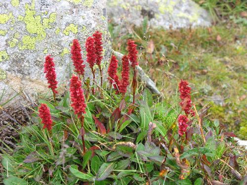 Hilly flowers - This was at Manali&#039;s Rohtang pass, which is foothill of Himalaya....