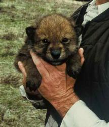 wolf pup.