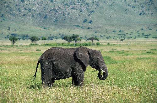 elephant - elephant