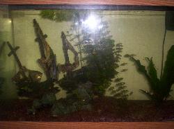 My Aquarium - This isn't a great pic of my aquarium, but it gives you a good idea of what it looks like.