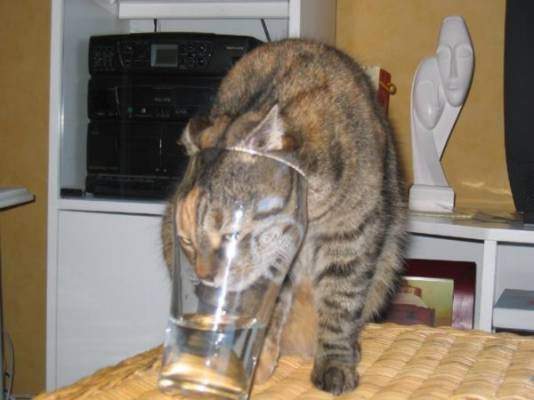 Click to enlarge! Funny pics! - Some funny pics uploaded by Wavelander