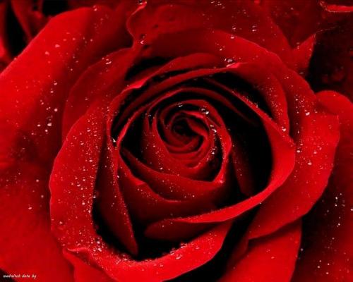 Red rose - I luv