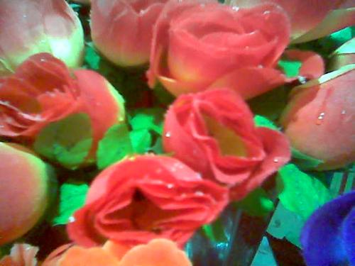 flower - flower