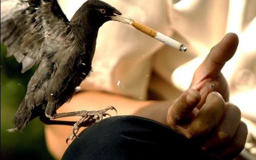 croaw - cigaret croaw - cigaret