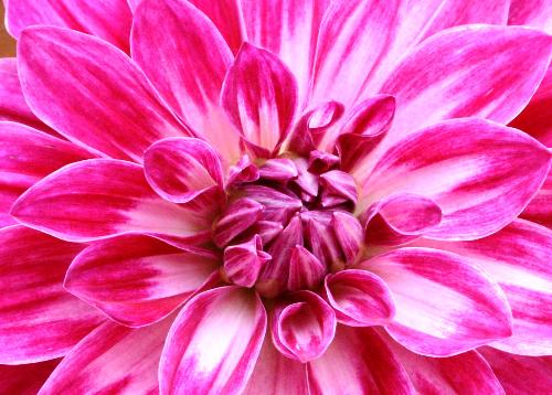 daliya flower - dahliya flower,pink / myLot
