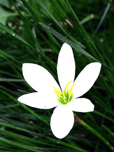 white stick flower - white flower