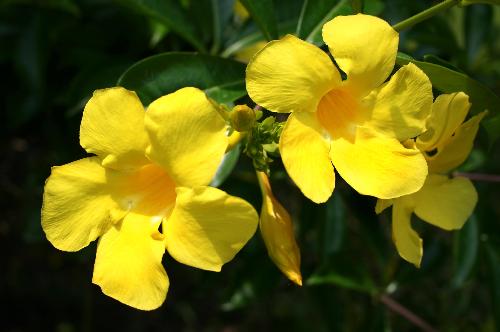 season flower - season flower india