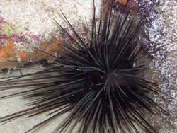 SEA URCHIN - I don't like sea urchin.I just can't stand its texture and flavor!