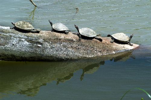 SUN BASKING dwarf tortois - DWARF TORTOISE OF KAZIRANGA HERITAGE PARK,ASSAM