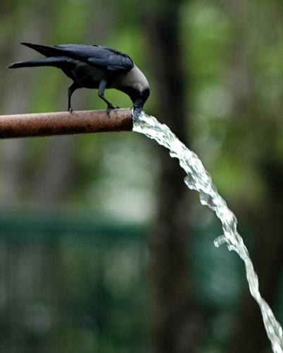 THIRST - CROWS IN THIRST