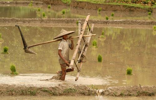 TRADITONAL PLOUGHING,ASSAM - TRADITIONAL PLOUGHING,ASSAM,INDIA