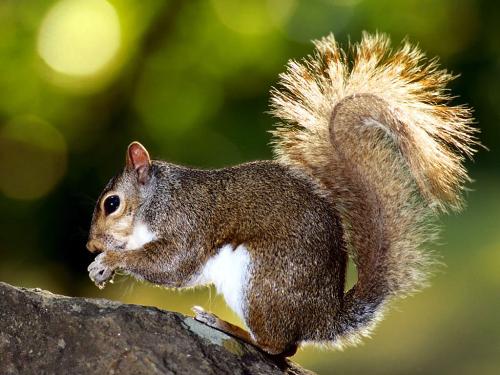 Brown Squirrel  - photo of a Brown Squirrel Eating Nuts On A Tree