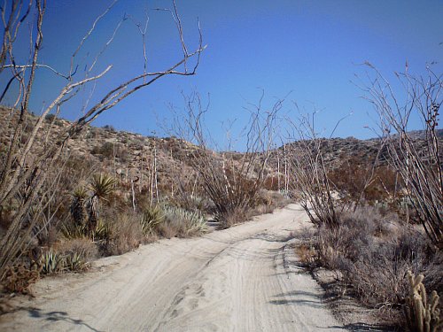 Ocotillo Promenade - This is a digital photo taken on the Pinyon Mountain road at about the 3.5 mile mark.