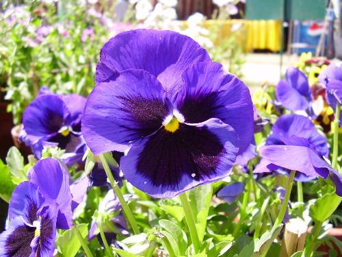SpringFestival Flower! - one nice pic from spring festival flavour in Islambad