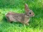 rabbit in the grass - found this rabbit picture in reponse to a detailed answer for one of my discussion.  in the grass where they seem happiest.