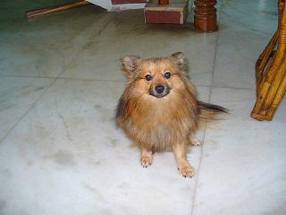 my sweet little pet babblu - he's such a darling, ruling us all, making us his obliging servant