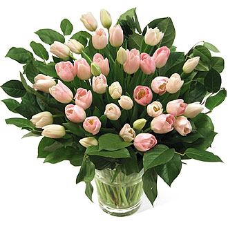 tulips   - pink colour