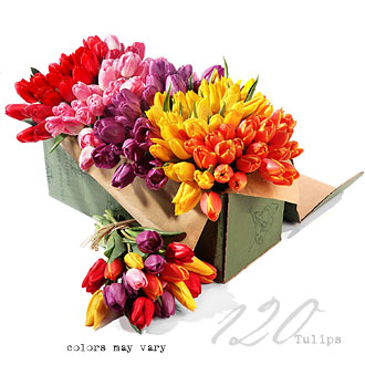 bulk tulips - flowers