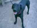 black lab - this black lab on a chain is like my dog.  my dog has white on his chest.  an escape artist he doesn't know what is good for him.  looking for help to keep him contained.