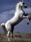stallion - this is what i want as a pet.. I just love them
!!!