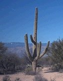 A Saguaro Cactus - This pic was taken in the saguaro national forest, just outsideo of Tucson, AZ