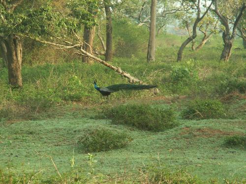 peacock - one ff the rearest species in india,,, have a look at it