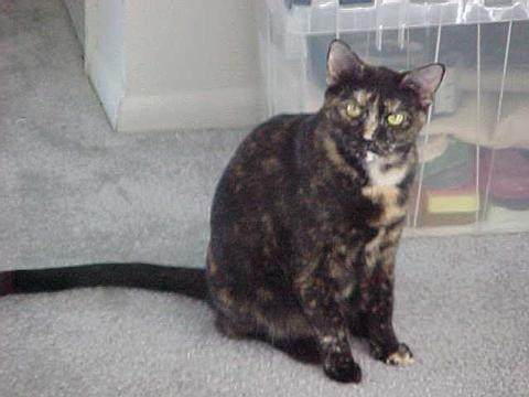 This is Luna. - This is Luna my 6 year old Tortoise shell.  She has put on a few pounds since this picture...but that just makes her voluptuous.  She is kind of a goth cat... at least that's what my brother says about her personality.