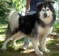 Alaskan Malamute - A picture of one of my favorite kinds of dogs.