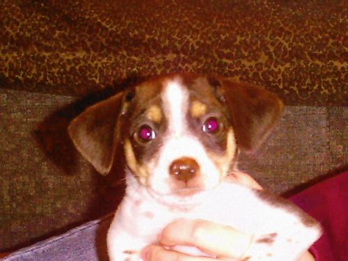 My puppy - Just a picture of my puppy