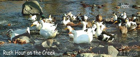 Ducks Rush Hour - Rush hour...Pond of Ducks