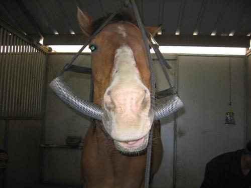 Horse Dentistry - It's he sad looking. He is having his teeth cleaned.