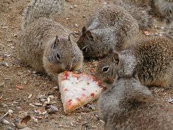 Squirrls Eating Pizza