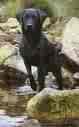 black lab - standing at the rocky area this black lab is looking mighty fine, truly water dogs they are great usually at hunting