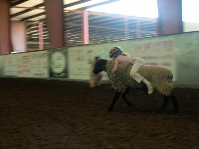 Muttin Bustin - I thought this was so cool. My 7 yr old won first place in a mutton bustin contest. They had to tell her to get off the sheep, she could have gone longer. I love that little tomboy lol