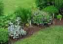 herb garden - plantsthat are useful, medicinal and cooking worthwhile and treat for kitties