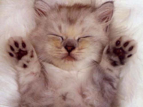 Slipping Cat - so cute little cat