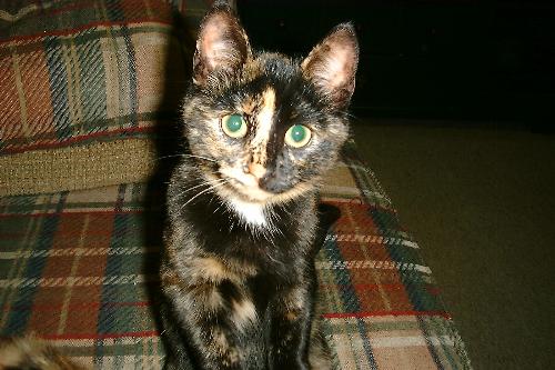 K2 - This is the other new kitten, named K2.  They are both barn cats, and sister, but turning out to be very loving kittens.