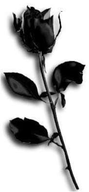 black rose - think is a really pretty flower