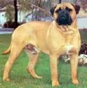 bullmastiff - .