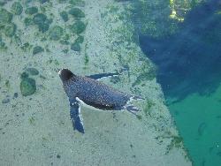 penguin swimming