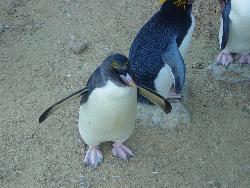 penguins