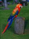 parrot - nice bird