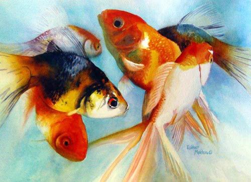 Fantail Goldfish - Fantail Goldfish