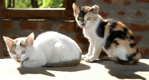 my pet cats - pet cats