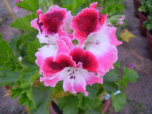 Flowers - Does any other color can match the colors of nature just like in this flower ?