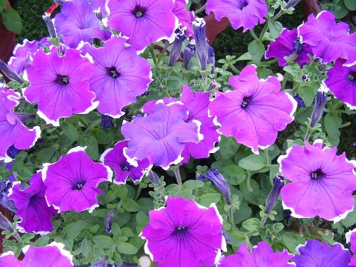 more flowers - Uff...what a lovely color