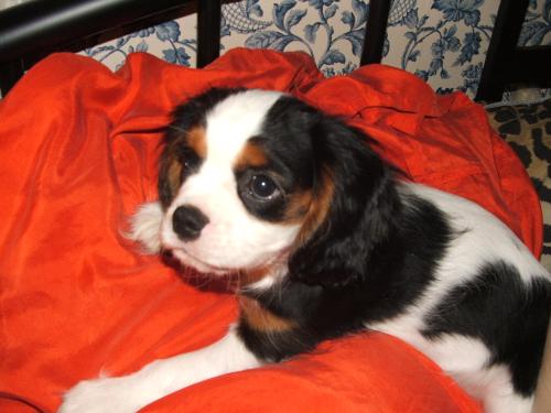 Baker - Isn't he adorable?